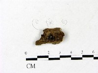 藏品(小皮傘屬)的圖片