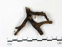 藏品(小皮傘屬)的圖片