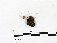 藏品(小皮傘屬)的圖片