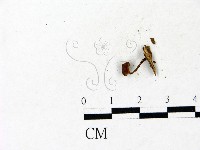 藏品()的圖片