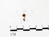 藏品(小菇屬)的圖片