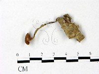 藏品()的圖片