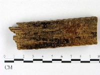 藏品(小菇屬)的圖片