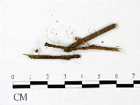 藏品(小菇屬)的圖片