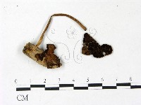 藏品(鬼傘屬)的圖片