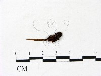 藏品(鬼傘屬)的圖片