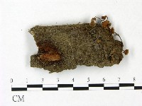 藏品(小菇屬)的圖片