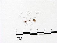 藏品(小菇屬)的圖片