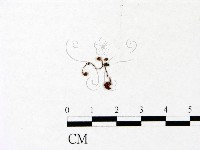 藏品(小菇屬)的圖片
