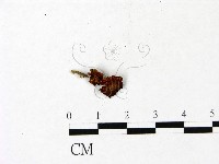 藏品(小菇屬)的圖片