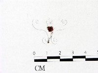 藏品(小菇屬)的圖片