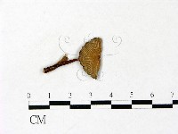 藏品(鬼傘屬)的圖片