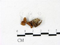 藏品()的圖片