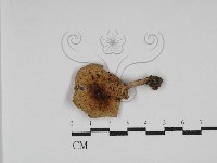 藏品(紅菇屬)的圖片