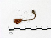 藏品(杯傘屬)的圖片