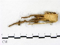 藏品(小皮傘屬)的圖片