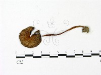 藏品(鬼傘屬)的圖片