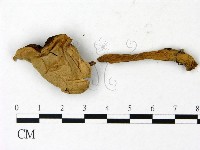 藏品()的圖片