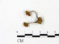 藏品()的圖片