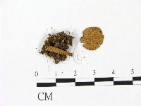 藏品(鵝膏屬)的圖片