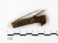 藏品(小皮傘屬)的圖片