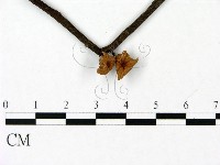 藏品(小皮傘屬)的圖片