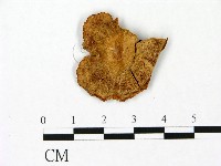 藏品(雞油菌屬)的圖片