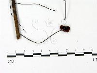 藏品(小皮傘屬)的圖片