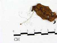 藏品(小菇屬)的圖片