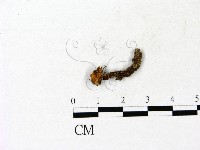 藏品(濕傘屬)的圖片