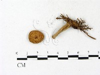 藏品(乳菇屬)的圖片