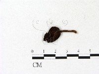 藏品(多孔菌屬)的圖片