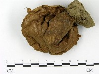 藏品(頭狀禿馬勃)的圖片