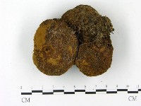 藏品(頭狀禿馬勃)的圖片