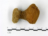 藏品(頭狀禿馬勃)的圖片