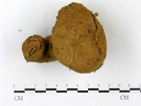 藏品(頭狀禿馬勃)的圖片