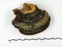 藏品(松生擬層孔菌)的圖片