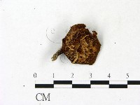 藏品(多孔菌屬)的圖片