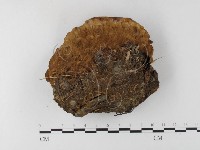 藏品(木層孔菌屬)的圖片