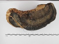 藏品(松生擬層孔菌)的圖片