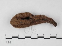 藏品(炭角菌屬)的圖片