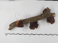 藏品(相鄰小孔菌)的圖片