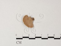 藏品(相鄰小孔菌)的圖片