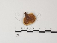 藏品(相鄰小孔菌)的圖片