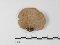 藏品(相鄰小孔菌)的圖片