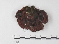 藏品(相鄰小孔菌)的圖片