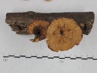 藏品(優雅波邊革菌)的圖片