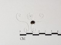 藏品(小菇屬)的圖片