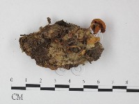 藏品(小皮傘屬)的圖片