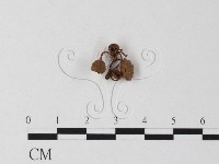 藏品(小皮傘屬)的圖片